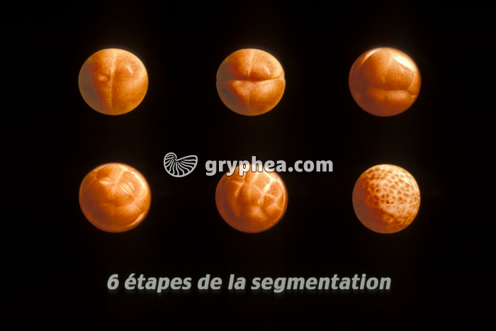 Etapes de la segmentation d'un embryon de Grenouille - gryphea.org